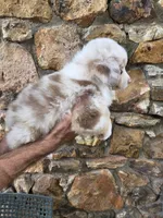 Ethan , a male Australian Shepherd for sale in Lincoln, MO – 3 of 3