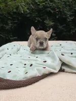 Maya , a female French Bulldog for sale in Lincoln, MO – 6 of 7