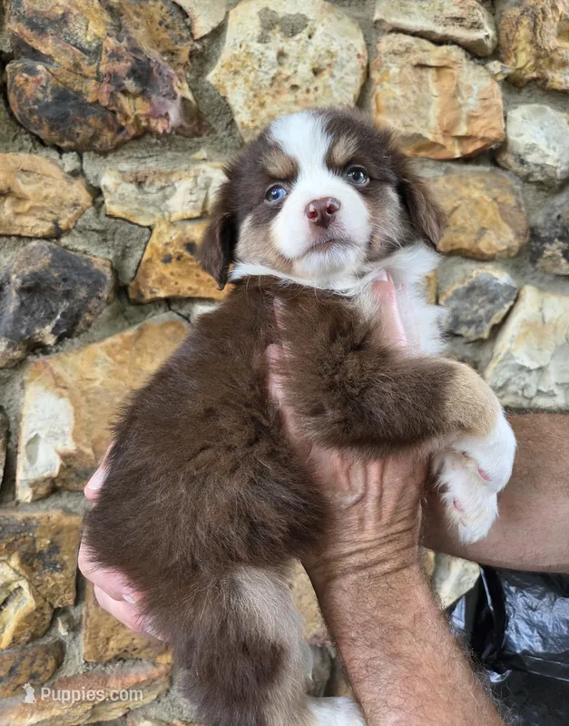 Morgan  – Australian Shepherd puppy for sale in Lincoln, MO