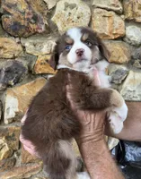 Morgan , a female Australian Shepherd for sale in Lincoln, MO – 1 of 3