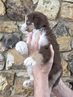 Morgan , a female Australian Shepherd for sale in Lincoln, MO – 2 of 3