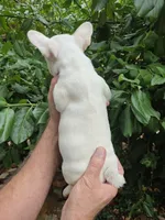 Daisy , a female French Bulldog for sale in Lincoln, MO – 4 of 4