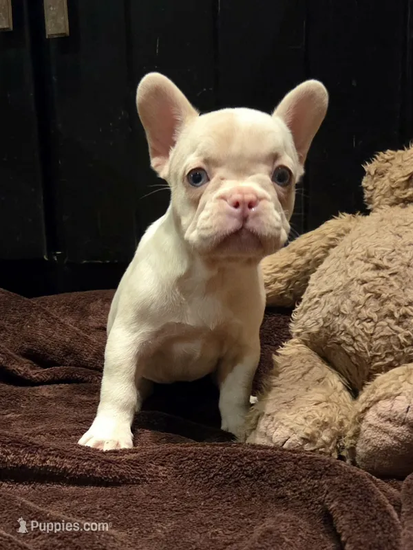 Daisy  – French Bulldog puppy for sale in Lincoln, MO