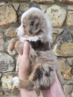 Kane, a male Australian Shepherd for sale in Lincoln, MO – 2 of 3