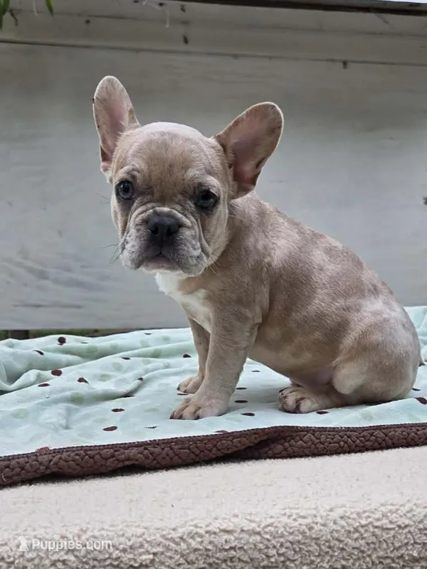 Maya  – French Bulldog puppy for sale in Lincoln, MO