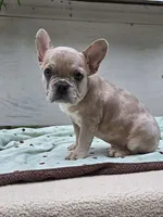 Maya , a female French Bulldog for sale in Lincoln, MO – 1 of 7