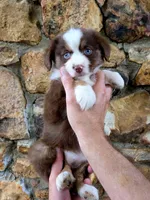 Dolly, a female Australian Shepherd for sale in Lincoln, MO – 1 of 3