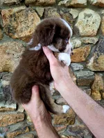 Dolly, a female Australian Shepherd for sale in Lincoln, MO – 3 of 3