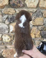 Morgan , a female Australian Shepherd for sale in Lincoln, MO – 3 of 3