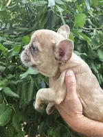 Maya, a female French Bulldog for sale in Lincoln, MO – 2 of 4