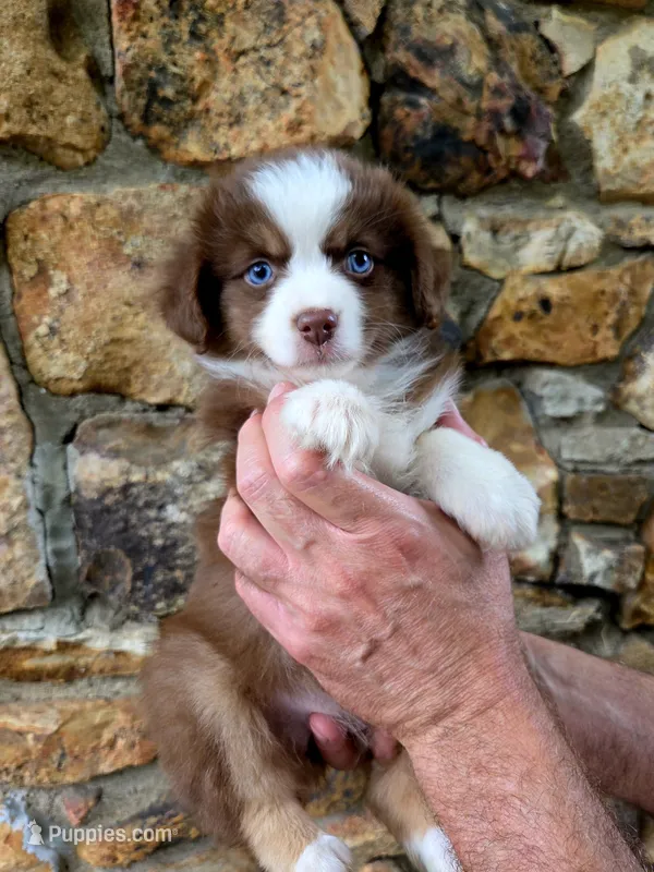 Angel  – Australian Shepherd puppy for sale in Lincoln, MO
