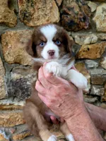 Angel , a female Australian Shepherd for sale in Lincoln, MO – 1 of 5
