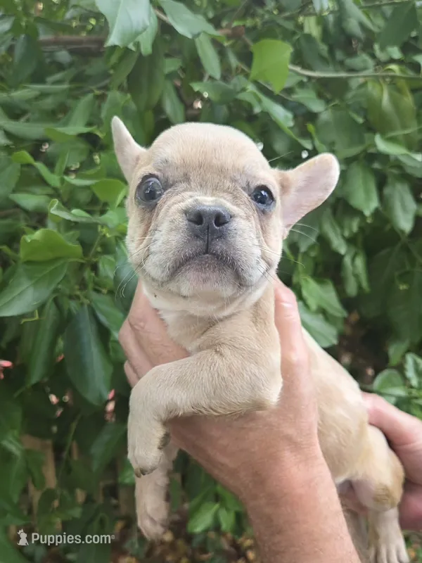 Maya – French Bulldog puppy for sale in Lincoln, MO