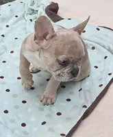 Maya , a female French Bulldog for sale in Lincoln, MO – 7 of 7