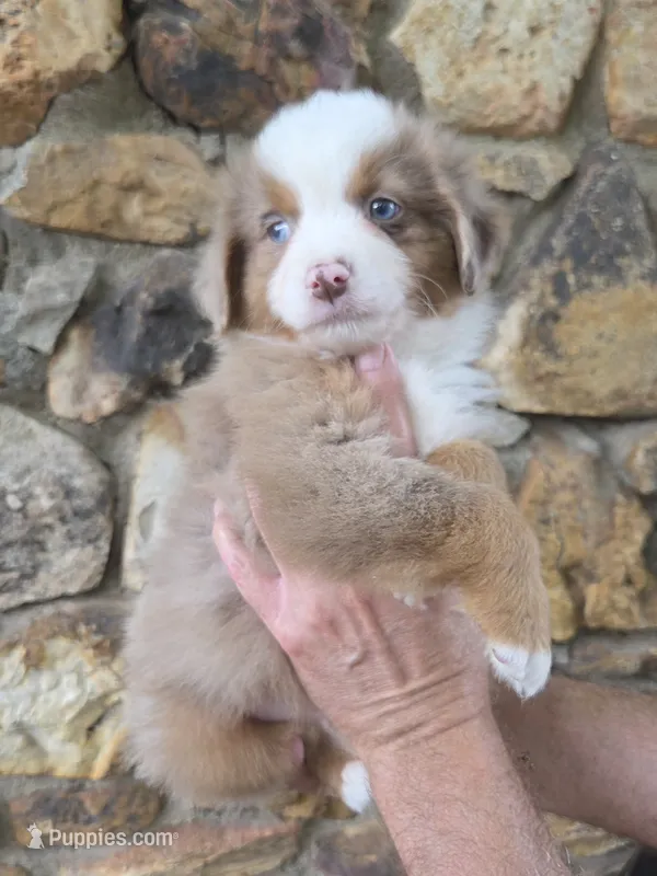 Kane – Australian Shepherd puppy for sale in Lincoln, MO