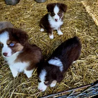 Dolly, a female Australian Shepherd for sale in Lincoln, MO – 5 of 5