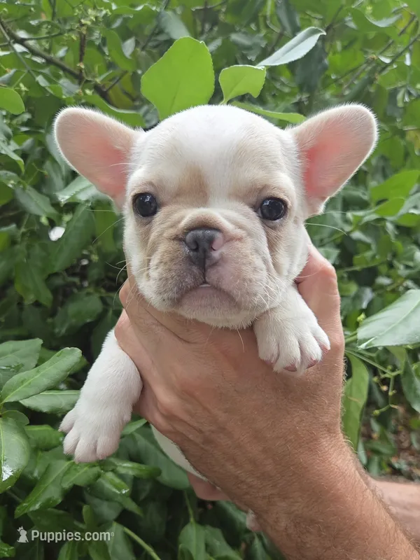 Bianca  – French Bulldog puppy for sale in Lincoln, MO