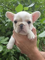 Bianca , a female French Bulldog for sale in Lincoln, MO – 1 of 3
