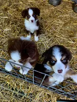 Dolly, a female Australian Shepherd for sale in Lincoln, MO – 4 of 5