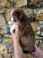Angel , a female Australian Shepherd for sale in Lincoln, MO – 2 of 5