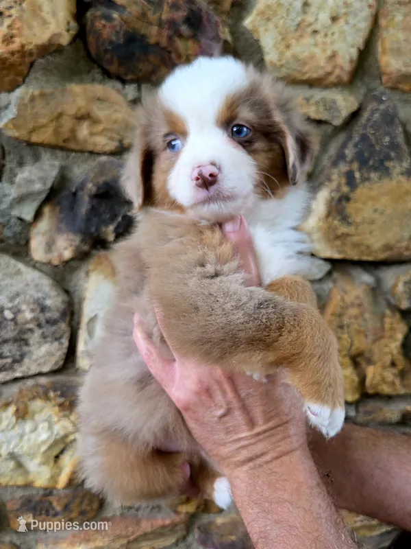 Kane – Australian Shepherd puppy for sale in Lincoln, MO