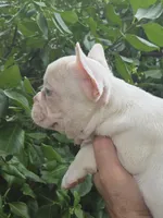 Daisy , a female French Bulldog for sale in Lincoln, MO – 2 of 4