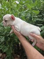 Bianca , a female French Bulldog for sale in Lincoln, MO – 3 of 3