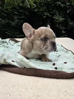 Maya , a female French Bulldog for sale in Lincoln, MO – 2 of 7