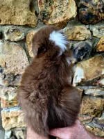 Angel , a female Australian Shepherd for sale in Lincoln, MO – 3 of 5