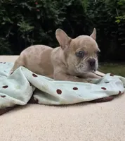 Maya , a female French Bulldog for sale in Lincoln, MO – 3 of 7