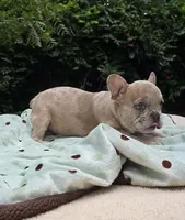 Maya , a female French Bulldog for sale in Lincoln, MO – 5 of 7