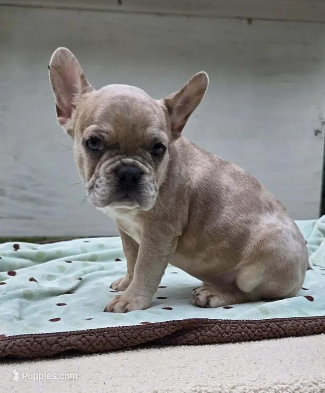 Maya  – French Bulldog puppy for sale in Lincoln, MO