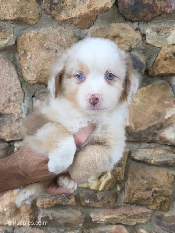 Ethan  – Australian Shepherd puppy for sale in Lincoln, MO