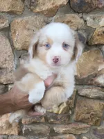 Ethan , a male Australian Shepherd for sale in Lincoln, MO – 1 of 3