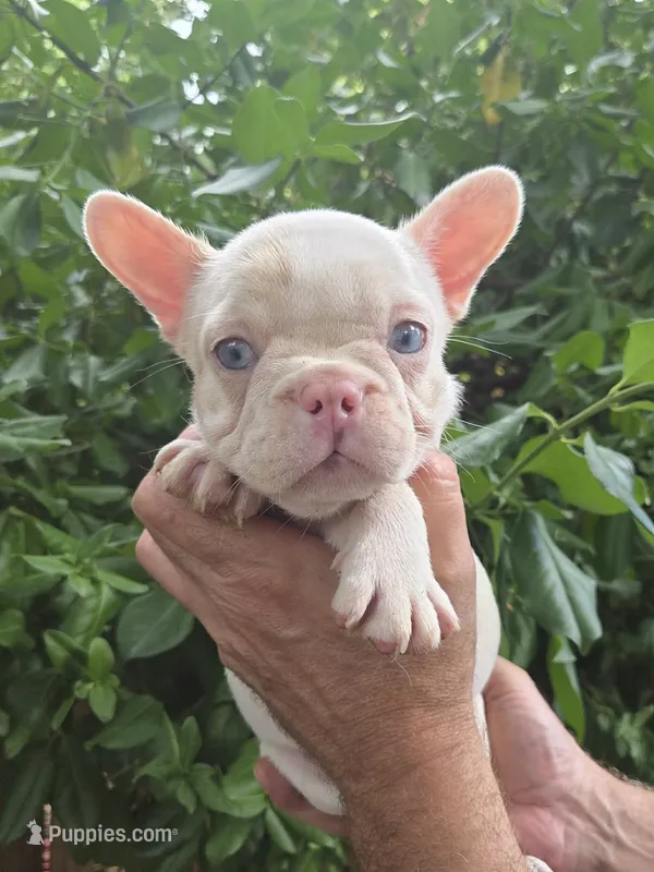 Daisy  – French Bulldog puppy for sale in Lincoln, MO