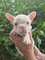 Daisy , a female French Bulldog for sale in Lincoln, MO – 1 of 4