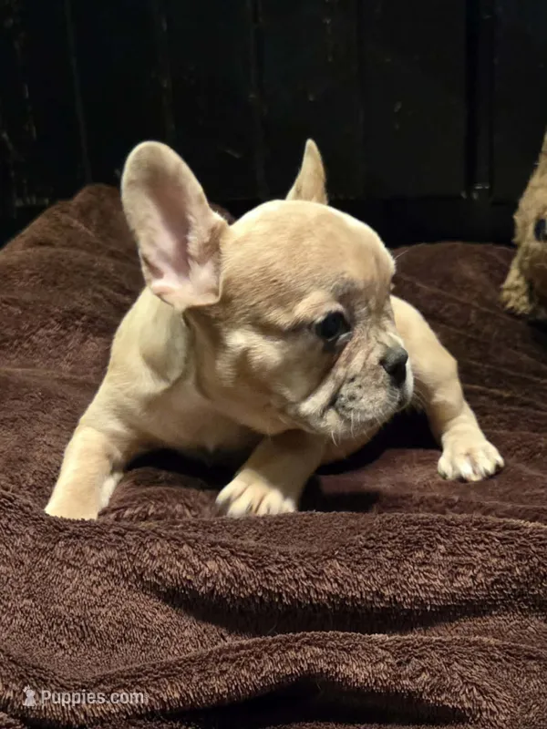Maya – French Bulldog puppy for sale in Lincoln, MO