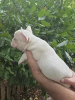 Daisy , a female French Bulldog for sale in Lincoln, MO – 3 of 4
