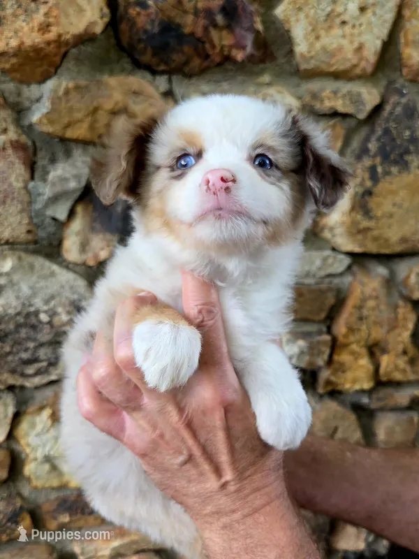 Lacy – Australian Shepherd puppy for sale in Lincoln, MO