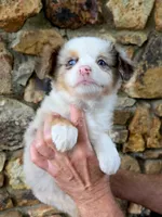 Lacy, a female Australian Shepherd for sale in Lincoln, MO – 1 of 3