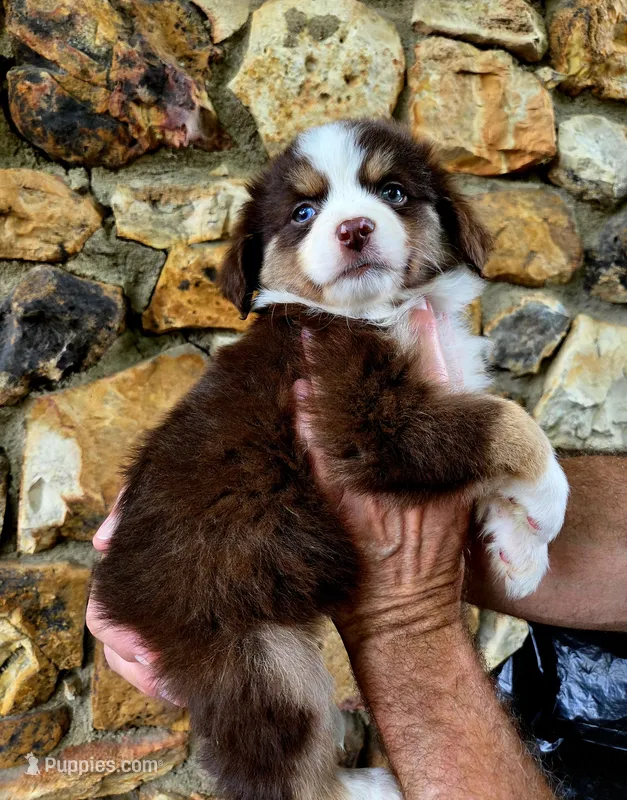 Morgan  – Australian Shepherd puppy for sale in Lincoln, MO