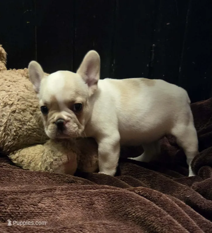 Bianca  – French Bulldog puppy for sale in Lincoln, MO