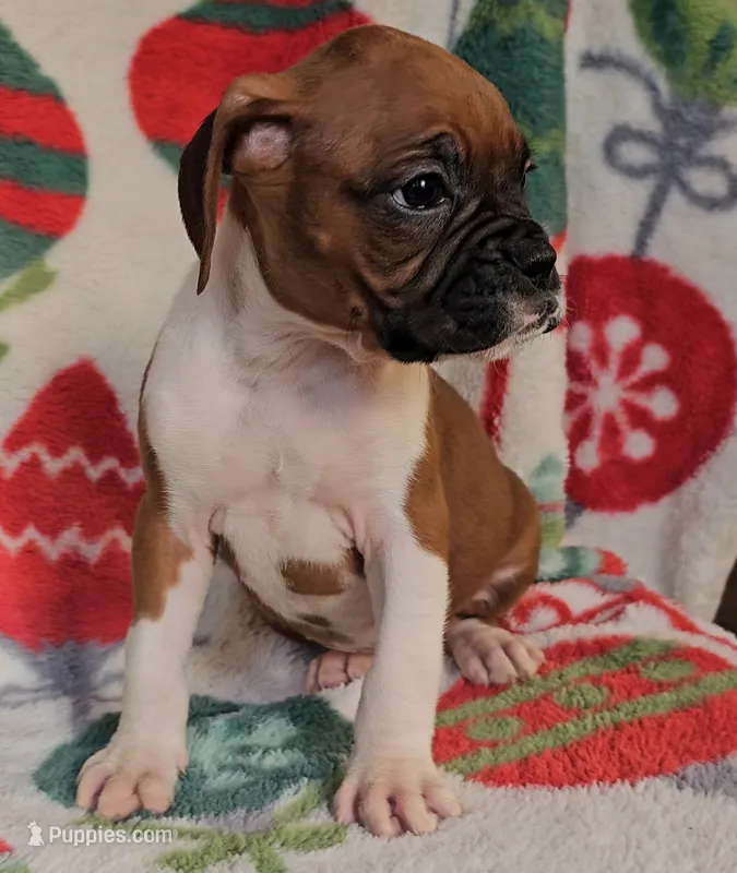 Dahlia – Boxer puppy for sale in Wakeman, OH