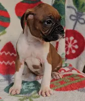 Dahlia, a female Boxer for sale in Wakeman, OH – 1 of 8
