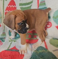 Danny, a female Boxer for sale in Wakeman, OH – 3 of 5