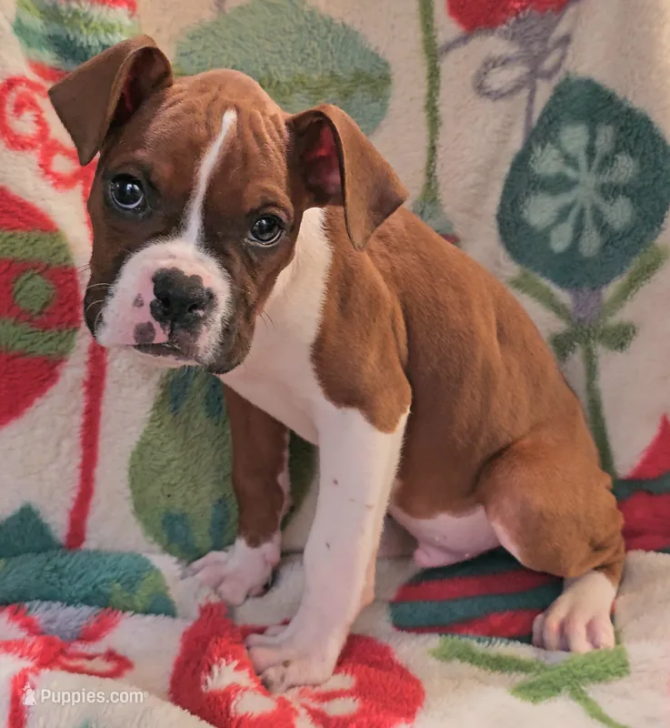 Duke – Boxer puppy for sale in Wakeman, OH