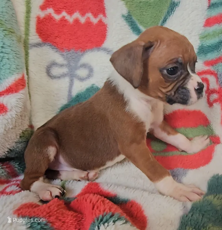Delilah – Boxer puppy for sale in Wakeman, OH