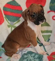 Dahlia, a female Boxer for sale in Wakeman, OH – 4 of 8