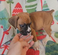 Danny, a female Boxer for sale in Wakeman, OH – 5 of 5