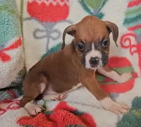 Delilah, a male Boxer for sale in Wakeman, OH – 4 of 4